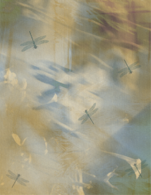 Dragonfly Dream